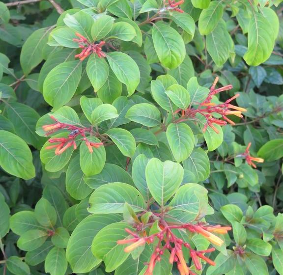 민박 Butiama Bustani