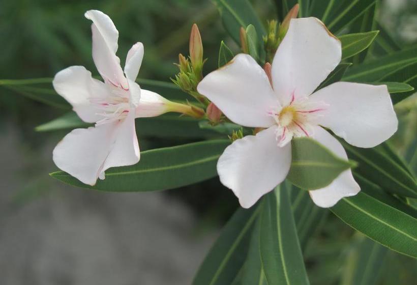 민박 Butiama Bustani