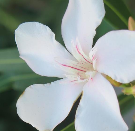 민박 Butiama Bustani