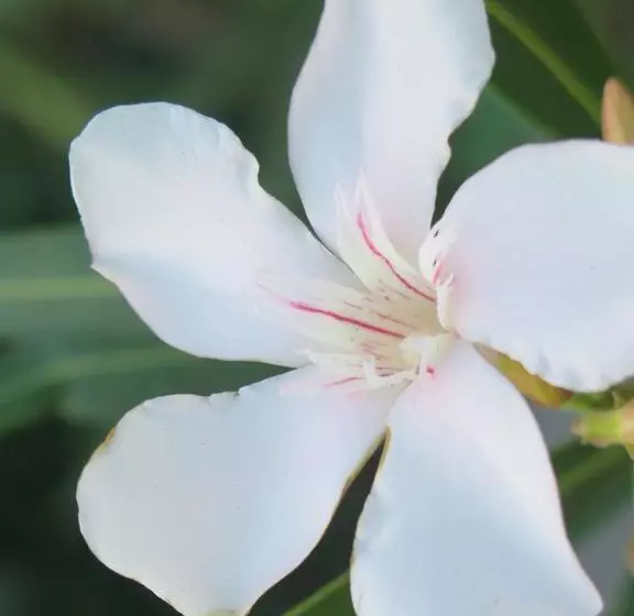 Aamiaismajoitus (B&B) Butiama Bustani