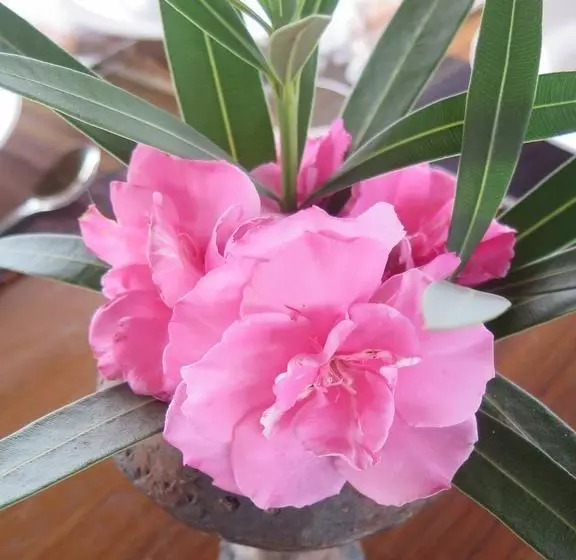 Aamiaismajoitus (B&B) Butiama Bustani