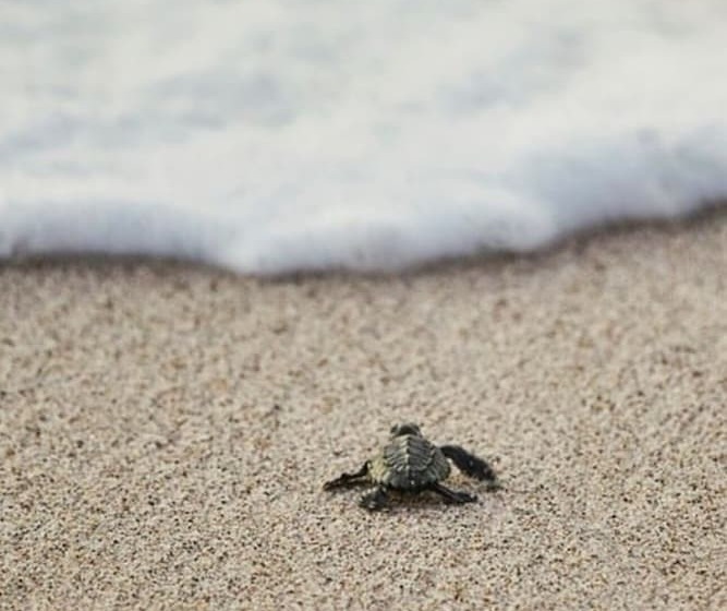 Luxury And Mordern Beachfront Condo By Bt Homes