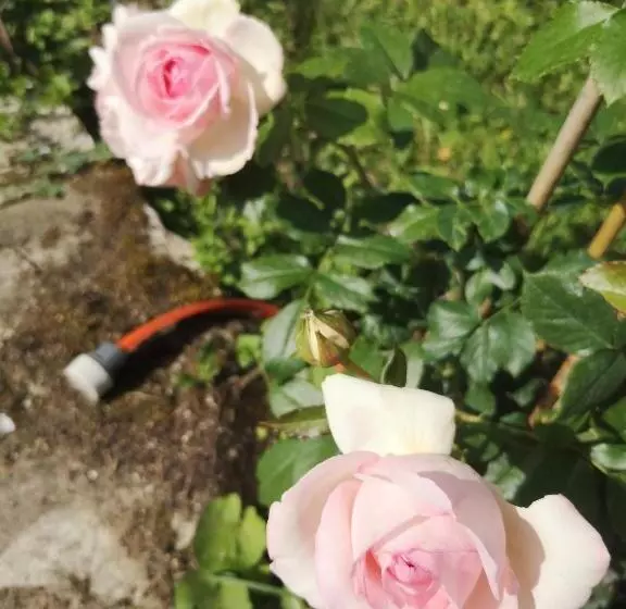 ベッドアンドブレックファースト Un Coin De Paradis En Dordogne