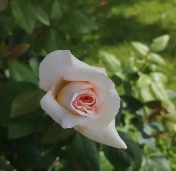 ベッドアンドブレックファースト Un Coin De Paradis En Dordogne
