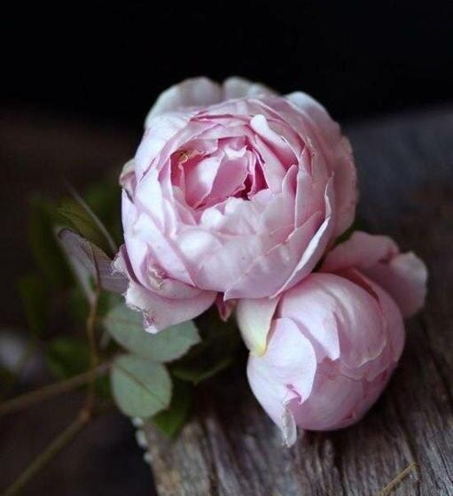 ベッドアンドブレックファースト Midrand Wild Goose Guest House & Conferencing Venue