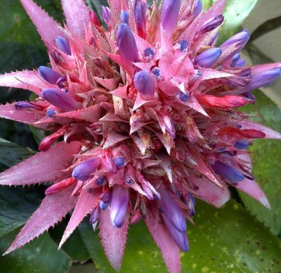 ベッドアンドブレックファースト Midrand Wild Goose Guest House & Conferencing Venue