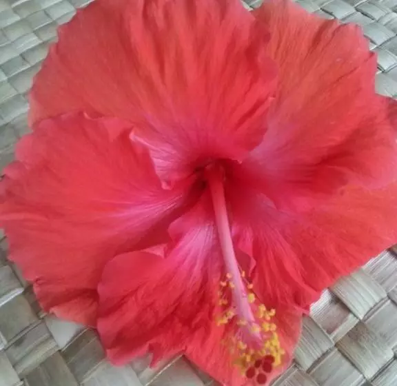 Vaea Hotel Samoa