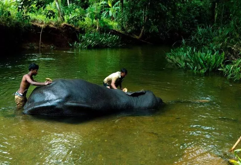 Hotelli Giants Forest