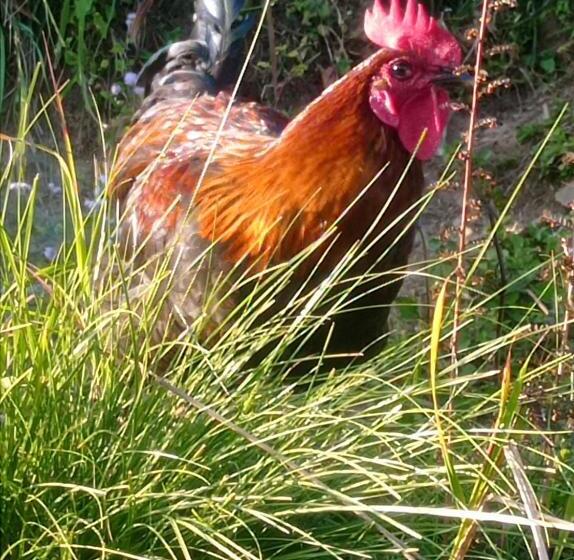 Hotel Toffee Organic