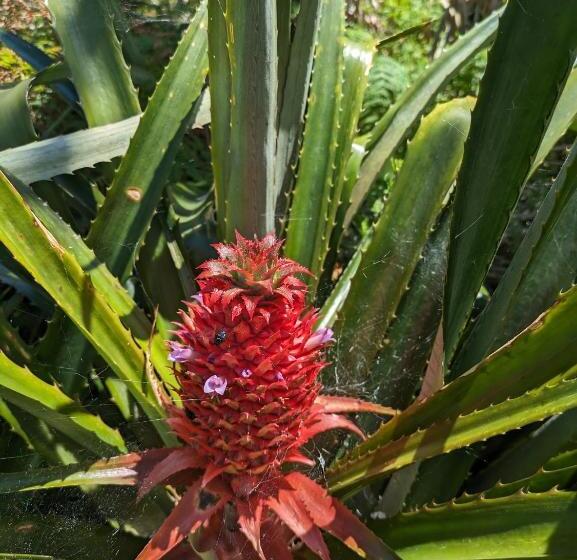 تختخواب و صبحانه The Plantation Faial