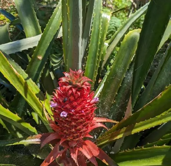 Aamiaismajoitus (B&B) The Plantation Faial