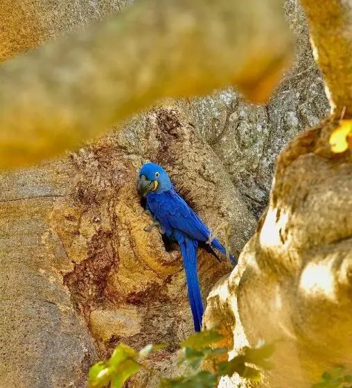 ホテル Pantanal Santa Clara