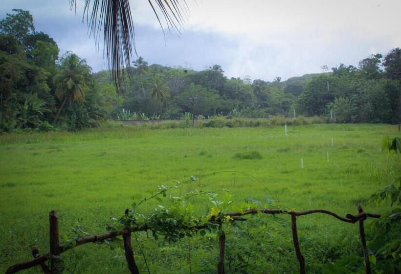 Paddy Field View Resort