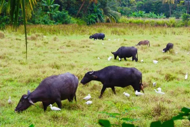 Paddy Field View Resort