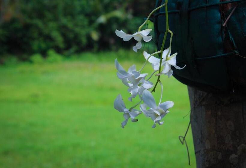 Paddy Field View Resort