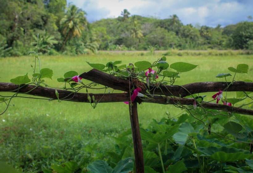 Paddy Field View Resort