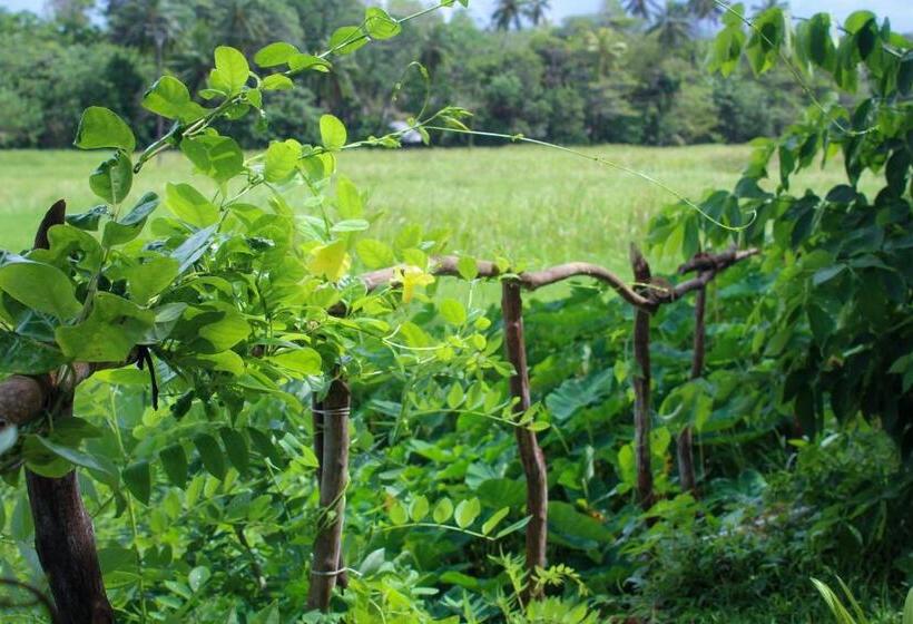 Paddy Field View Resort