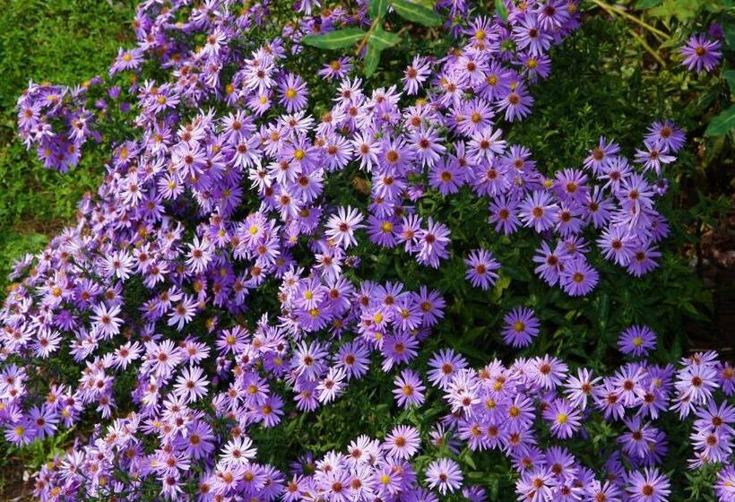 Пансион къща речен шепот