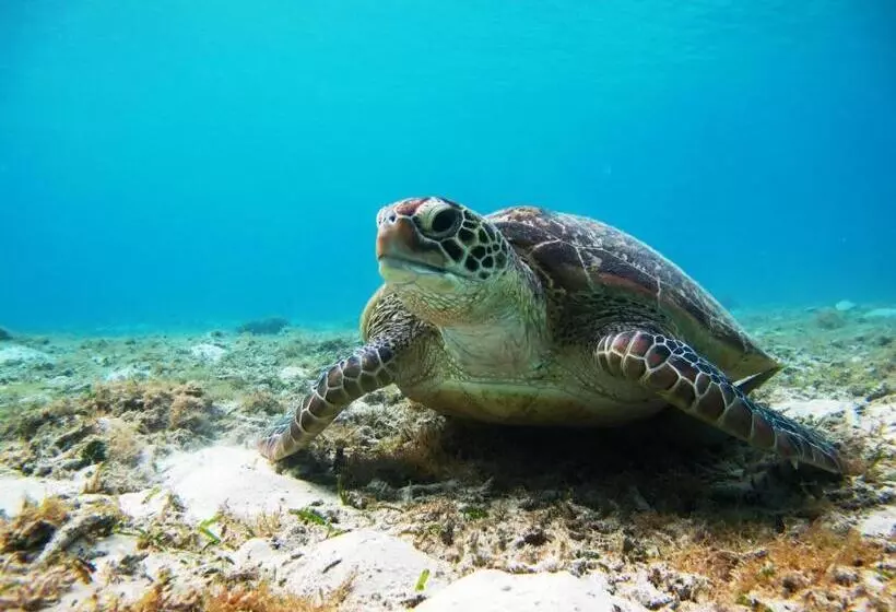 ホテル Tokashiku Marine Villege