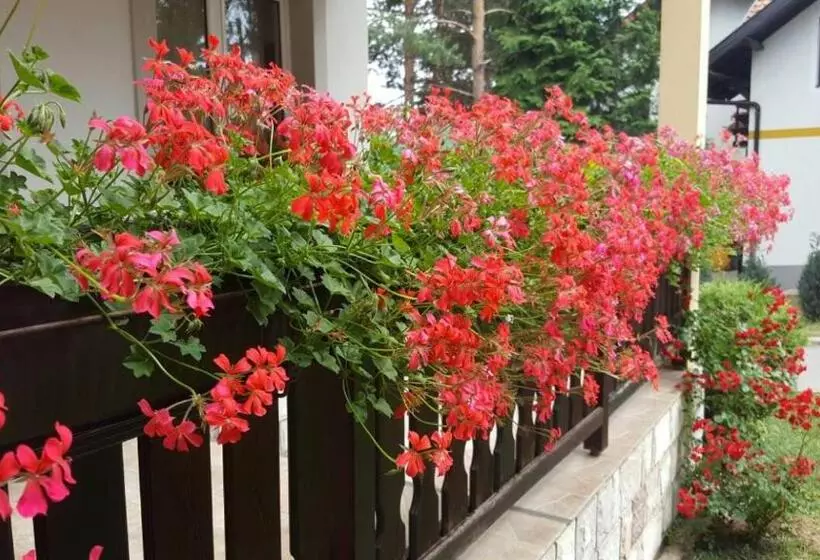 پانسیون Guest House Vila žunić