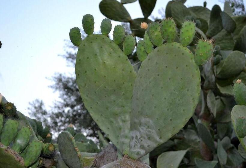 مبيت وإفطار Tenuta Terrarossa