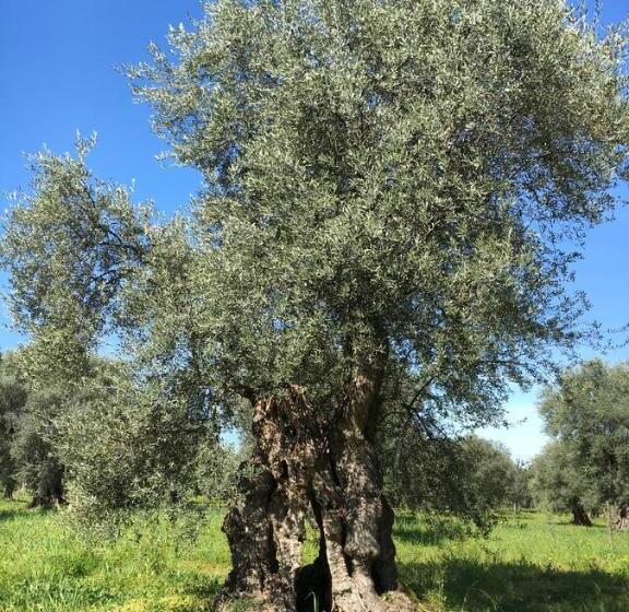 مبيت وإفطار Tenuta Terrarossa