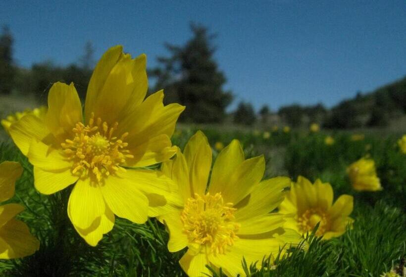 بنسيون Affittacamere Accà Lascio