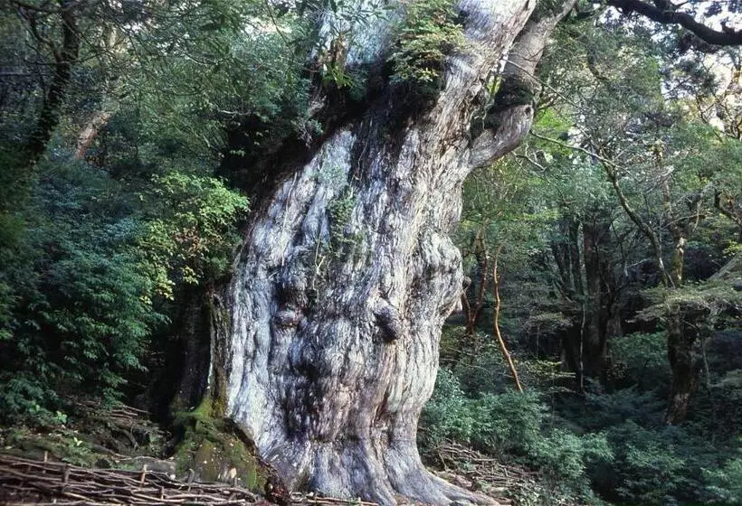 Majatalo Yakushima Refresh