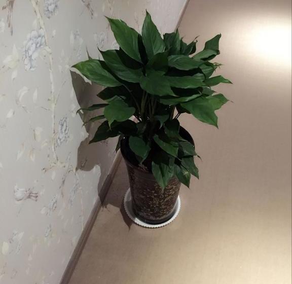 ホテル Scenery  Luoyang