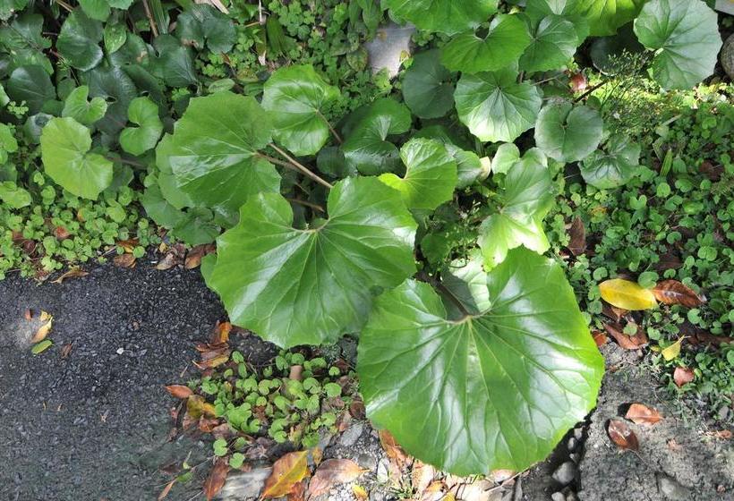 Ryokan Minshuku Yakusugisou