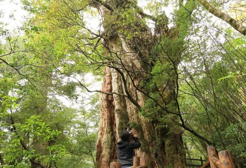旅館 Minshuku Yakusugisou