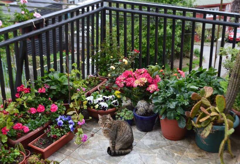 مسافرخانه Colores Del Puerto