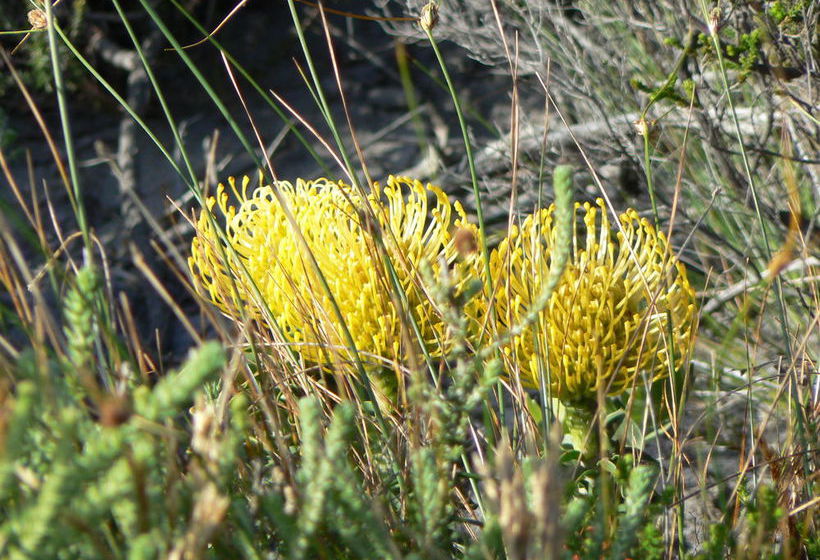 Пансион Van Den Berg S Guesthouse