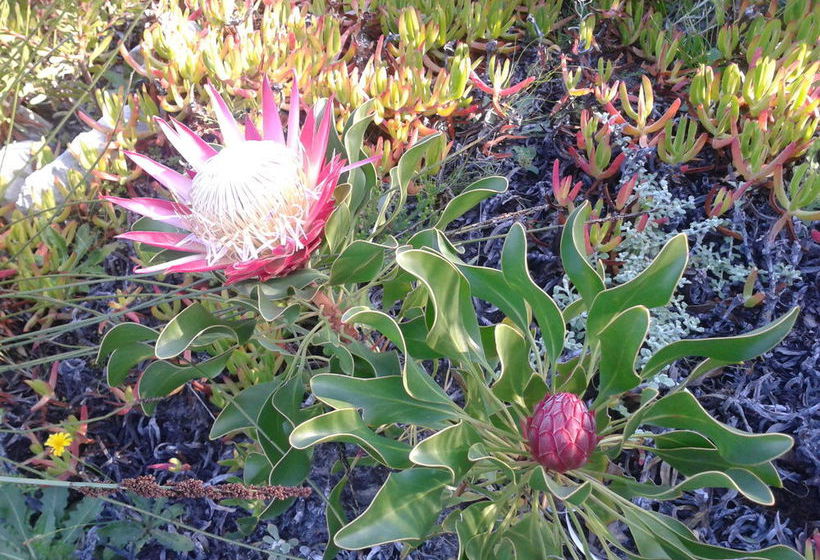 Пансион Van Den Berg S Guesthouse