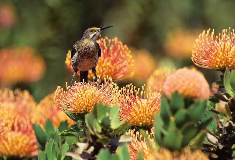 The Thatch House Boutique Hotel, Hermanus