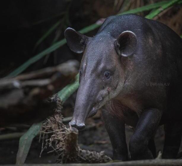 호스텔 Gitana Corcovado, Y Tour Operador