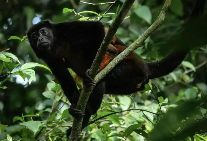هاستل Gitana Corcovado, Y Tour Operador