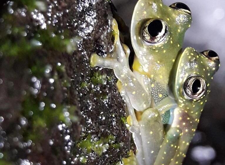 호스텔 Gitana Corcovado, Y Tour Operador