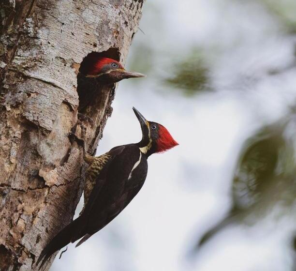 호스텔 Gitana Corcovado, Y Tour Operador
