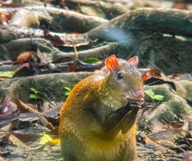 호스텔 Gitana Corcovado, Y Tour Operador