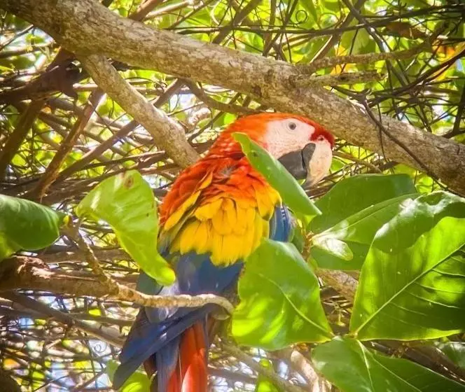 هاستل Gitana Corcovado, Y Tour Operador