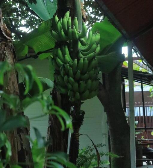 هاستل Goodday Backpackers