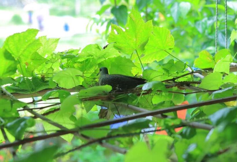 هاستل Goodday Backpackers