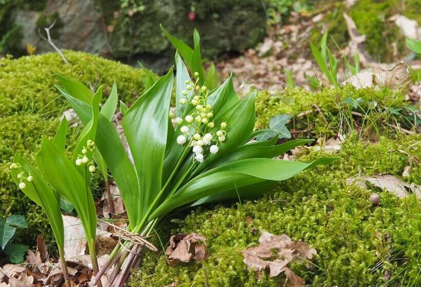Bed and Breakfast Chambre D Hôtes De L île