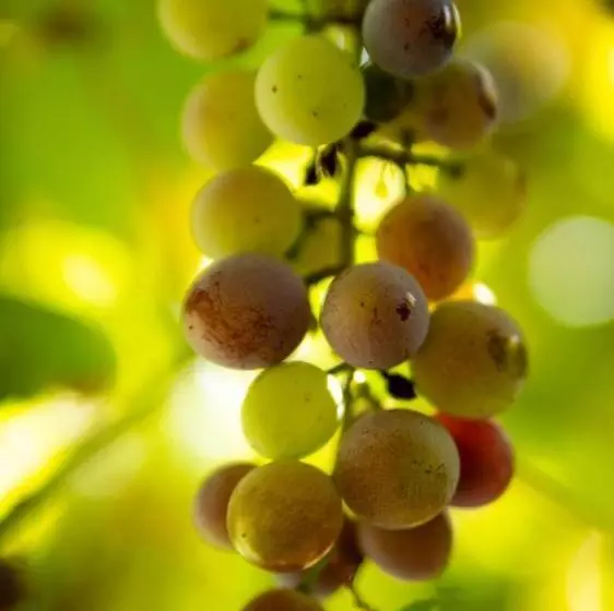 ペンション Guest House Castle