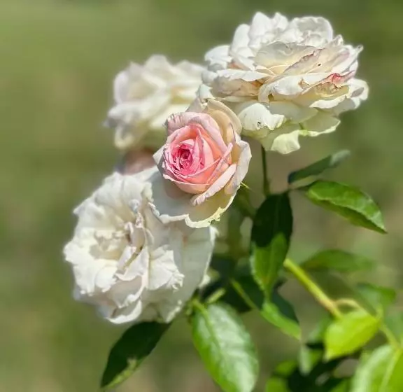 ペンション Rinirma