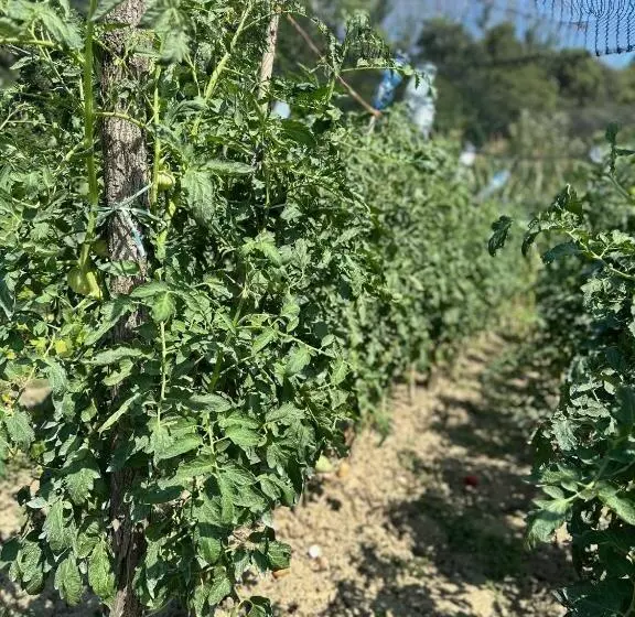 ペンション Rinirma