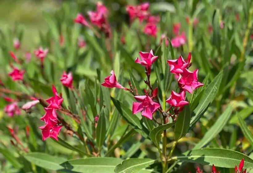 ペンション Rinirma