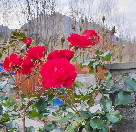 膳宿费 Vila Roxana Busteni