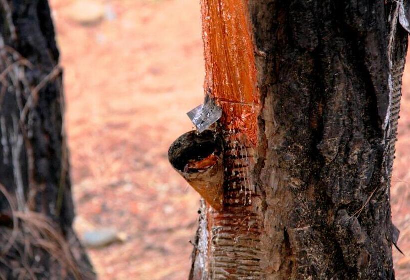 Prakriti Aalay   Riverside Mountain View Boutique Eco Resort